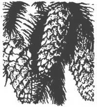 Dmitri Mitrokhin’s birch-forest vignette opens Ransome’s Baba Yaga chapter.