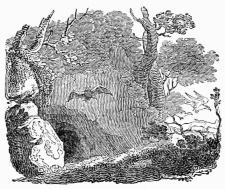 A bat hangs between gathered birds and beasts in a woodland.
