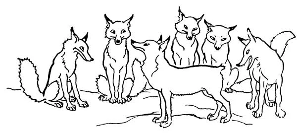 A tailless fox addresses a gathering of foxes in a clearing.