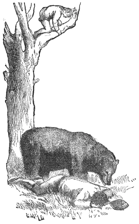 A bear sniffs one traveller lying still while the other hides in a tree.