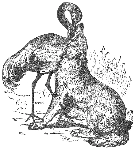 A crane carefully reaches its long beak into a wolf’s open jaws.