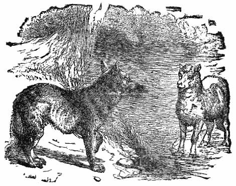 A wolf confronts a small lamb beside a clear hillside spring.