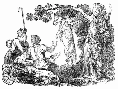 A disguised wolf strolls among a flock while shepherd dogs watch.